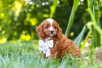 Jayce, a male Cavapoo for sale in Baltic, OH – 5 of 9