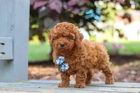Kai, a male Cavapoo for sale in Baltic, OH – 4 of 7