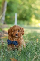 Kobe, a male Cavapoo for sale in Baltic, OH – 9 of 10