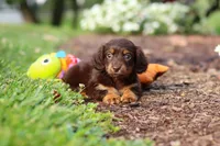 Zoey, a female Miniature Dachshund for sale in Baltic, OH – 7 of 10