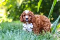 Jayce, a male Cavapoo for sale in Baltic, OH – 6 of 9