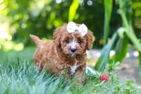 Sky, a female Cavapoo for sale in Baltic, OH – 4 of 10