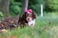 Maggie, a female Miniature Dachshund for sale in Baltic, OH – 3 of 7