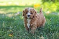 Liberty, a female Cavapoo for sale in Baltic, OH – 6 of 10