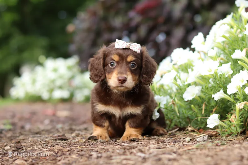 Laci – Miniature Dachshund puppy for sale in Baltic, OH