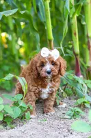 Sky, a female Cavapoo for sale in Baltic, OH – 5 of 10