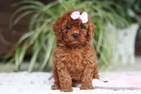 Kyra, a female Cavapoo for sale in Baltic, OH – Photo 2 of 5