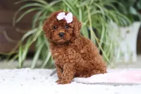 Kyra, a female Cavapoo for sale in Baltic, OH – Photo 4 of 5