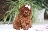 Kyra, a female Cavapoo for sale in Baltic, OH – Photo 3 of 5