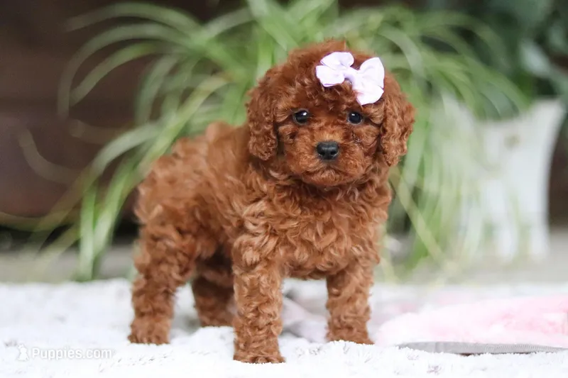 Kyra – Cavapoo puppy for sale in Baltic, OH