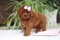 Kyra, a female Cavapoo for sale in Baltic, OH – Photo 5 of 5