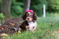 Maggie, a female Miniature Dachshund for sale in Baltic, OH – 6 of 7