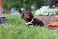 Zoey, a female Miniature Dachshund for sale in Baltic, OH – 2 of 10