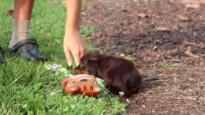 Zoey, a female Miniature Dachshund for sale in Baltic, OH – 10 of 10