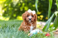 Sky, a female Cavapoo for sale in Baltic, OH – 2 of 10