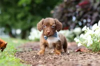 Murphey, a male Miniature Dachshund for sale in Baltic, OH – 7 of 10