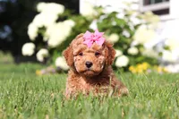 Millie, a female Cavapoo for sale in Baltic, OH – 3 of 8
