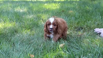 Jayce, a male Cavapoo for sale in Baltic, OH – 9 of 9