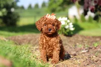 Callie, a female Cavapoo for sale in Baltic, OH – 2 of 7