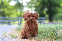 Hailey, a female Cavapoo for sale in Baltic, OH – 5 of 8