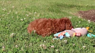 Callie, a female Cavapoo for sale in Baltic, OH – 7 of 7