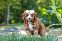 Liberty, a female Cavapoo for sale in Baltic, OH – 5 of 10