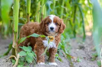 Rocky, a male Cavapoo for sale in Baltic, OH – 9 of 10