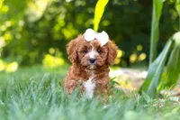 Sky, a female Cavapoo for sale in Baltic, OH – 7 of 10