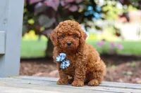 Kai, a male Cavapoo for sale in Baltic, OH – 1 of 7