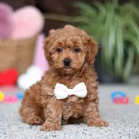 Asher, a male Cavapoo for sale in Baltic, OH – Photo 1 of 8