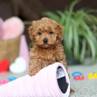 Asher, a male Cavapoo for sale in Baltic, OH – Photo 2 of 8