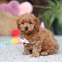 Asher, a male Cavapoo for sale in Baltic, OH – Photo 3 of 8