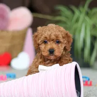 Asher, a male Cavapoo for sale in Baltic, OH – Photo 7 of 8
