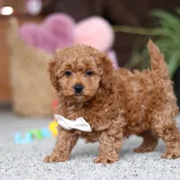 Asher, a male Cavapoo for sale in Baltic, OH – Photo 6 of 8
