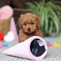 Asher, a male Cavapoo for sale in Baltic, OH – Photo 8 of 8
