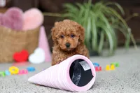 processed/2c3d7a10-4ec7-47fb-962d-dbd8dfb0c1a4/listing/aebc228c-6e76-4bf2-80a8-10970bd2294c/b3dadd67-b81d-47f2-95b4-d762f353a331