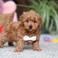 Asher, a male Cavapoo for sale in Baltic, OH – Photo 5 of 8