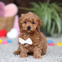 Asher, a male Cavapoo for sale in Baltic, OH – Photo 4 of 8