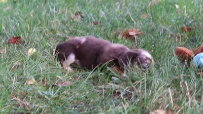 Maggie, a female Miniature Dachshund for sale in Baltic, OH – 7 of 7