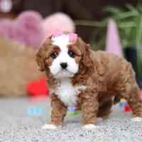 Lilly, a female Cavapoo for sale in Baltic, OH – Photo 4 of 7