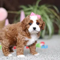 Lilly, a female Cavapoo for sale in Baltic, OH – Photo 6 of 7