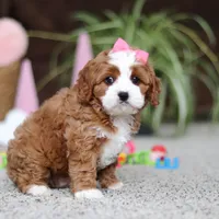 Lilly, a female Cavapoo for sale in Baltic, OH – Photo 3 of 7