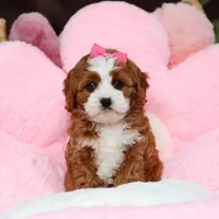 Lilly, a female Cavapoo for sale in Baltic, OH – Photo 7 of 7