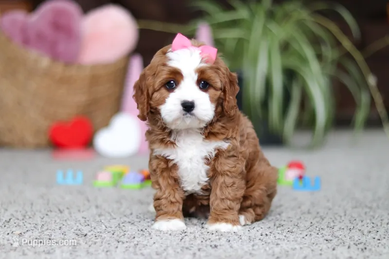 Lilly – Cavapoo puppy on hold in Baltic, OH