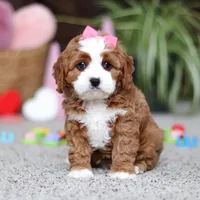 Lilly, a female Cavapoo for sale in Baltic, OH – Photo 1 of 7