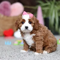 Lilly, a female Cavapoo for sale in Baltic, OH – Photo 2 of 7