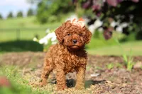Callie, a female Cavapoo for sale in Baltic, OH – 4 of 7