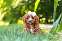 Sky, a female Cavapoo for sale in Baltic, OH – 9 of 10