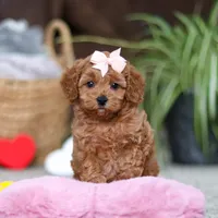 Adele, a female Cavapoo for sale in Baltic, OH – Photo 1 of 10