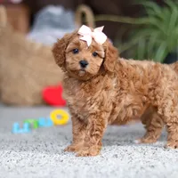 Adele, a female Cavapoo for sale in Baltic, OH – Photo 10 of 10